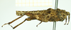 CollectionObject 1532635; 9bea3da5-4e50-4822-bd94-9d8733141588: female, lateral view (holotype). (CollectionObject).