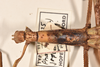 CollectionObject 1557052; b05ff683-8c60-4212-aaa3-e99ec2ddf0cd: copyright OUMNH. female: head & thorax, dorsal view of Phasma (Diura) japetus (holotype). (CollectionObject).