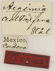 CollectionObject 1529743; NHRS NRM-ORTH0009197, 49682db8-3297-4dbf-8e63-9bbe870ab061: labels (holotype). (CollectionObject).