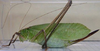 Mecopoda niponensis niponensis (Haan, 1843): female, lateral view. (Otu).