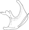 Aedeagus, lateral view on Czarnastopa niepewna Dworakowska, 2011: Aedeagus (C. niepewna), lateral view. (Observation).