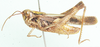 Oedaleus carvalhoi Bolívar, 1889: male, lateral view. (Otu).
