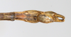CollectionObject 1561480; 75e3de03-9f05-4be1-b4c7-e8a173e8faf7: copyright MHNG Geneva. male: end of abdomen, ventral view (syntype). (CollectionObject).