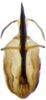 Aedeagus, ventral view on Arocephalus (Arocephalus) longiceps (Kirschbaum, 1868): Aedeagus, ventral view. (Observation).