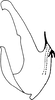 Aedeagus, lateral view on Caffrolix patruelis (Stål, 1859): Aedeagus, lateral view. (Observation).