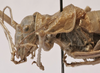 CollectionObject 1539823; e7e2bc23-dfda-4232-85b9-6b481b077109: male head and pronotum, lateral view (holotype). (CollectionObject).
