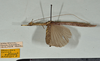 CollectionObject 1561269; 88ea192f-2d65-415d-bf30-3d6495bb4678: copyright USNM, Washington. (CollectionObject).