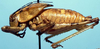 CollectionObject 1522386; d25ef8fc-d0da-4a7f-8be3-5fc9bae4c75e: male (holotype). (CollectionObject).