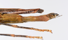CollectionObject 1590071; f2b77b92-d661-4edc-b3f6-3668100ad168: copyright Oskar Conle. female: end of abdomen, ventral view (paratype). (CollectionObject).