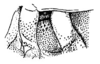 Callimenellus changi Gorochov & Voltshenkova, 2005: Fig. 7. male pterothorax. (Otu).