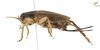 CollectionObject 1849078; Unioeste Cascavel SAOP-165, a4c7b942-a90e-4c6b-833f-f41f84ad57ff: Female. lateral view. (CollectionObject).
