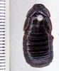 CollectionObject 1552896; 12548f3e-9795-4199-949c-b2a8ba16a363: Photo by Heidi Hopkins. dorsal habitus. (CollectionObject).