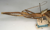 CollectionObject 1557219; NMW 958, ec1a6b06-65fb-4541-ad41-0b6c68f6925e: copyright NMW, Vienna. female: head and thorax, lateral view (holotype). (CollectionObject).