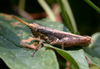 Vilerna rugulosa Stål, 1878: male. (Otu).