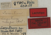 CollectionObject 1535080; 54cea738-b1ba-4078-a2d3-0918f7bda15a: labels (lectotype). (CollectionObject).