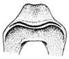 Ammobaenetes lariversi Strohecker, 1944: Fig. 3 a (after paratrype). pseudosternite, posterior view. (Otu).