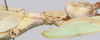 CollectionObject 1591407; 5e1b48b6-a134-4cbc-81c7-04a5016d50fe: copyright ISAS Yunan. female thorax, lateral view (holotype). (CollectionObject).