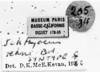 CollectionObject 1567379; 3cfb6bcc-ac91-42fb-9c73-9f0487e4ebe5: labels (paralectotype). (CollectionObject).