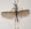 CollectionObject 1559100; 846dd4a6-f5ad-4e74-9ee3-49c216e2fe04: copyright OUMNH. male (holotype). (CollectionObject).