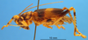 CollectionObject 1505250; f6343758-bbe0-47e4-9c5d-f7321849863d: male, lateral view (holotype of Gryllacris baramica). (CollectionObject).