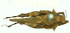 CollectionObject 1532929; bd45044c-377f-4903-9dcb-092866d5a0c3: male, dorsal view (no type). (CollectionObject).