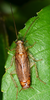 Parellipsidion latipenne (Brunner von Wattenwyl, 1865): Copyright Paul Brock. Lower Hutt, New Zealand. (Otu).