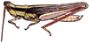 Mermiria bivittata (Serville, 1838): male habitus. (Otu).