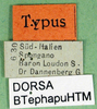 CollectionObject 1500223; 874cd196-93e1-480c-8361-96ea2277c1a4, DORSA BTephapuHTM: labels (holotype). (CollectionObject).