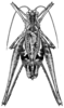 Brachyinsara hemiptera Hebard, 1939: Fig. 1 (after type). male, dorsal view (body length 10.7-15.7 mm, tegmina 8.3-9.7 mm). (Otu).