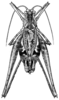 Fig. 1 (after type). male, dorsal view (body length 10.7-15.7 mm, tegmina 8.3-9.7 mm). Depicts Brachyinsara hemiptera Hebard, 1939, an Otu.