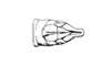 Elysiacris ensicornis Cigliano, 1999: Fig. 190. male, genital segment, dorsal view. (Otu).