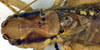 CollectionObject 1500545; 6389b533-5e55-4b41-aa08-9268f67ea488: nale pronotum, dorsal view (holotype). (CollectionObject).