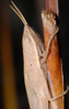 CollectionObject 1574025; 16a0b9e3-9b94-42b8-940e-76ffe60b1dc7: female (Albania, Divjakë-Karavasta NP). (CollectionObject).