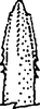 Aedeagus, ventral view: Aedeagus apex. (Observation).