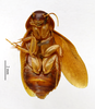 CollectionObject 1587366; MNHN(SF IMPORT DUPLICATE) MNHN-EP-EP991, 2313431a-f460-44aa-bdae-841f9c4fc8ce: CC BY-NC-ND 4.0/MNHN - Depraetere Marion - 2014. Syntype, male, of aethiopica Shelford, 1907. Specimen number: MNHN-EP-EP991. http://coldb.mnhn.fr/catalognumber/mnhn/ep/ep991. (CollectionObject).