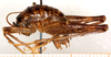 CollectionObject 1499239; f8f9e456-d86d-46a8-a866-45e0e26c8fe6: male, lateral view (holotype). (CollectionObject).