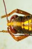 CollectionObject 1498828; 1783afad-7590-4bb1-b9be-3e5e70c2c749: 2012. female, head and protonum, dorsal view. (CollectionObject).