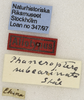 CollectionObject 1529742; a22641c3-3f9a-42f4-a003-9a1002a6bccd: labels (syntype). (CollectionObject).