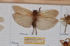 CollectionObject 1505578; 69c03974-eb45-4734-a573-8b8bffe47d8b: Female, on drawer (holotype). (CollectionObject).