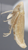 Habitus, lateral view on Arocephalus (Arocephalus) languidus (Flor, 1861): Lateral. (Observation).