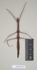 CollectionObject 1559624; NHMUK(SF IMPORT DUPLICATE) 844658, 15df20e6-7784-4c63-aa78-81f965258aae: copyright Natural History Museum, London. female (lectotype). (CollectionObject).