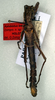 CollectionObject 1558486; a195cfac-cb9b-41fe-b888-95c826103704: copyright NMW, Vienna. male (holotype). (CollectionObject).