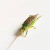 CollectionObject 1584024; 5b1a14dc-72c1-456a-ad64-ba30a260a5d4: male. (CollectionObject).
