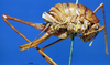 CollectionObject 1520555; 5edae79e-a1d0-4278-8254-19ae6161dec7: female, lateral view (syntype). (CollectionObject).