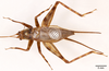 CollectionObject 1477843; a1aa5fe7-8182-4931-9db1-504a76fca5cc: male, dorsal view (holotype). (CollectionObject).