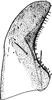 Subgenital plate: Subgenital plate (A. parvula Boh.). (Observation).