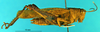 CollectionObject 1505387; 3c4b1276-2dfc-4cbe-8e3a-7ff813d26e92: female, lateral view (holotype). (CollectionObject).