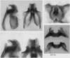 Melanoplus indigens Scudder, 1897: male genitalia. (Otu).