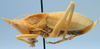 CollectionObject 1520675; 44def684-88c2-4b34-be56-b6a405749d39: female, lateral view. (CollectionObject).