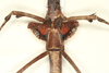 CollectionObject 1563689; 8c317c86-9183-481d-81d1-c2a4d205a587: copyright MMUE. female: head, thorax and wings, dorsal view (paratype). (CollectionObject).